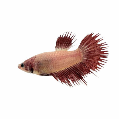 Betta Female Crown (3-4cm) (3.5cm) - Just For Pets Australia