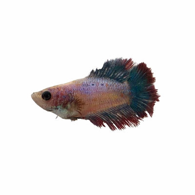 Betta Female Doubletail (3-4cm) (4cm) - Just For Pets Australia
