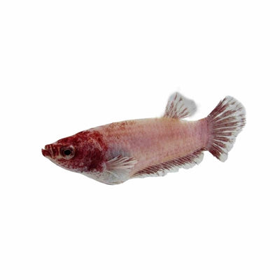 Betta Female Elephant Ear (3 - 4cm) (4cm) - Just For Pets Australia