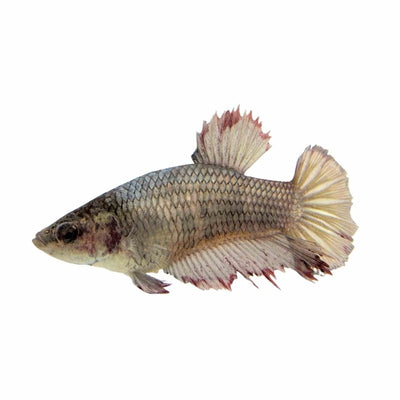 Betta Female Halfmoon (3 - 4cm) (4cm) - Just For Pets Australia