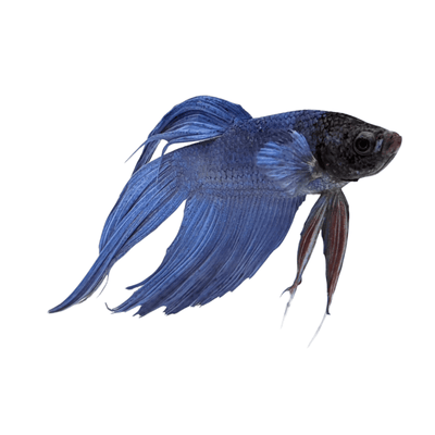 Betta Male Assorted (6cm) - Just For Pets Australia