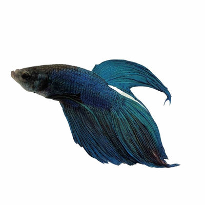 Betta Male Below Standard Assorted (5cm) - Just For Pets Australia