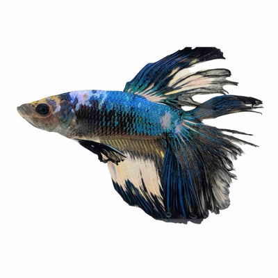 Betta Male Below Standard Fancy (5cm) - Just For Pets Australia