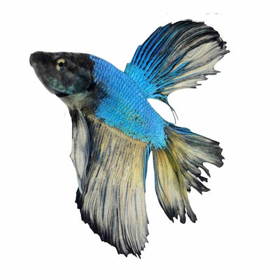 Betta Male Below Standard Halfmoon (5cm) - Just For Pets Australia