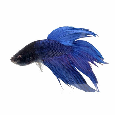 Betta Male Blue (6cm) - Just For Pets Australia