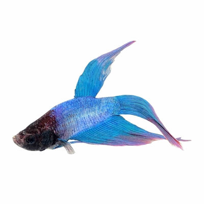 Betta Male Cambodian (6cm) - Just For Pets Australia