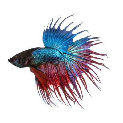 Betta Male Crowntail (5cm) - Just For Pets Australia