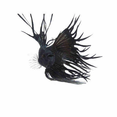 Betta Male Crowntail Black (5cm) - Just For Pets Australia