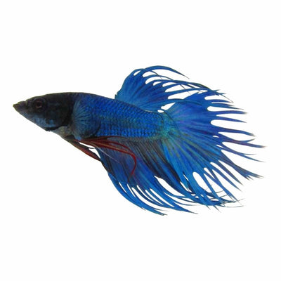 Betta Male Crowntail Blue (5cm) - Just For Pets Australia