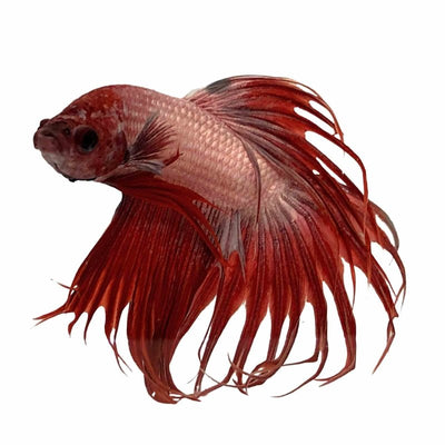 Betta Male Crowntail Cambodian (5cm) - Just For Pets Australia