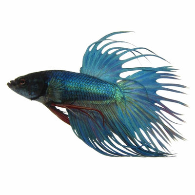 Betta Male Crowntail Ocean Green (5cm) - Just For Pets Australia