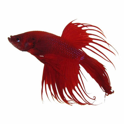 Betta Male Crowntail Red (5cm) - Just For Pets Australia