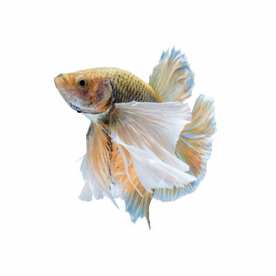 Betta Male Elephant Ear (5cm) - Just For Pets Australia