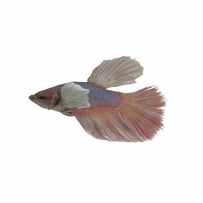 Betta Male Elephant Ear Super Delta (5cm) - Just For Pets Australia