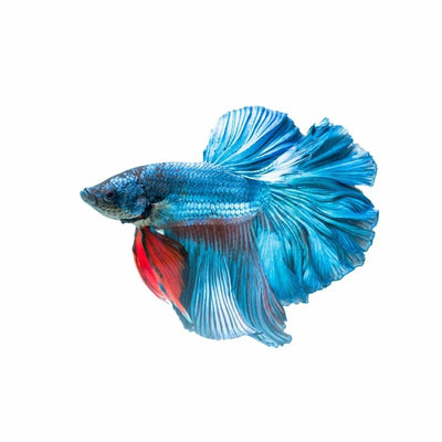 Betta Male Halfmoon (5cm) - Just For Pets Australia