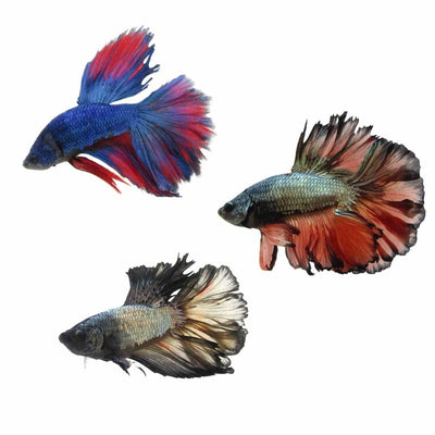 Betta Male Halfmoon Rosetail (5cm) - Just For Pets Australia