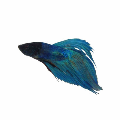 Betta Male Ocean Green (5cm) - Just For Pets Australia