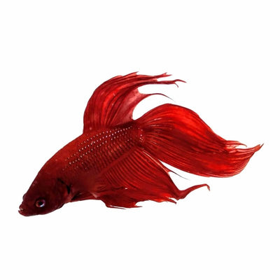 Betta Male Red (6cm) - Just For Pets Australia