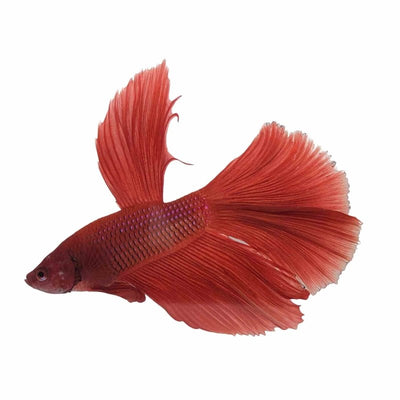 Betta Male Super Delta (5cm) - Just For Pets Australia