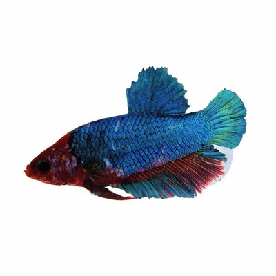 Betta Select Male Halfmoon Plakat Hellboy (40cm) - Just For Pets Australia
