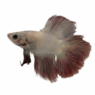 Betta Select Male Plakat Doubletail Koi (40cm) - Just For Pets Australia