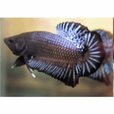 Betta Select Male Plakat Halfmoon Black (50cm) - Just For Pets Australia