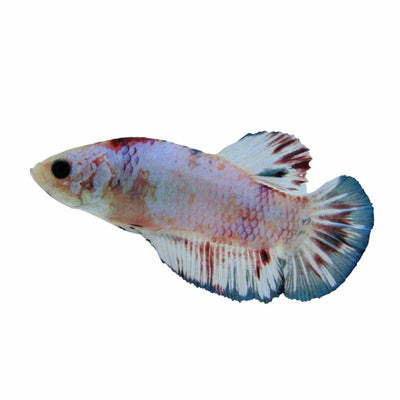 Betta Select Male Plakat Marble (50cm) - Just For Pets Australia