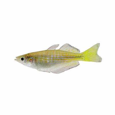 Black Banded Rainbow (5cm) - Just For Pets Australia