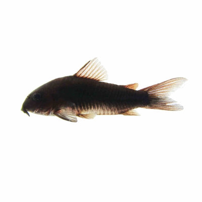 Black Cory (2.5-3.5cm) (3.5cm) - Just For Pets Australia