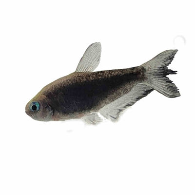 Black Emperor Tetra (3-4cm) (3cm) - Just For Pets Australia
