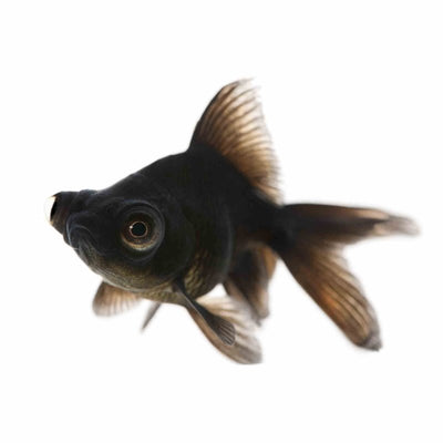 Black Moor (12cm) - Just For Pets Australia