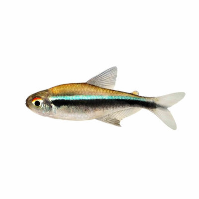 Black Neon Tetra (3cm) - Just For Pets Australia