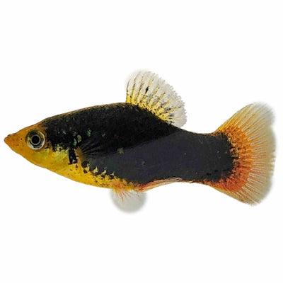 Black Platy (4cm) - Just For Pets Australia