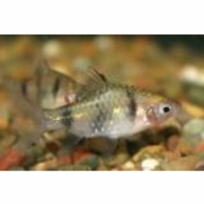 Black Ruby Barb (3cm) - Just For Pets Australia