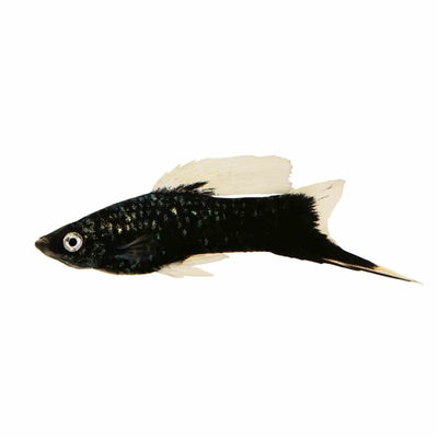 Black Swordtail (5cm) - Just For Pets Australia