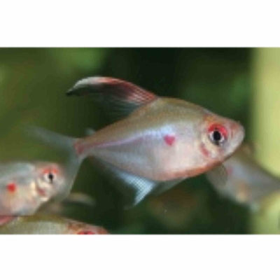 Bleeding Heart Tetra (3.5cm) - Just For Pets Australia