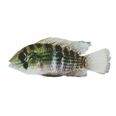 Blue Acara Cichlid (7cm) - Just For Pets Australia