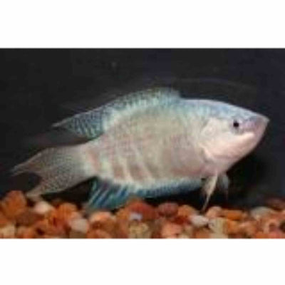 Blue Paradise Fish (4cm) - Just For Pets Australia