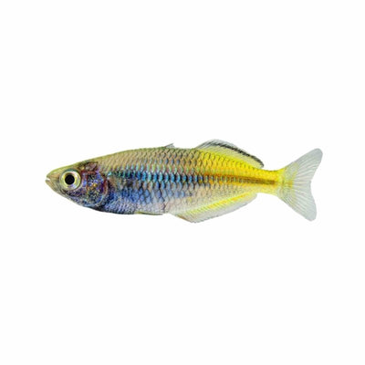 Boesemani Rainbow N.g. 3-4cm (3.5cm) - Just For Pets Australia