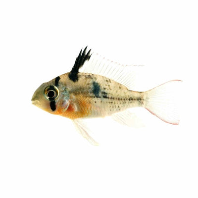 Bolivian Butterfly Cichlid (4.5cm) - Just For Pets Australia
