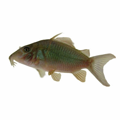 Brochis / Emerald Catfish (3.5cm) - Just For Pets Australia