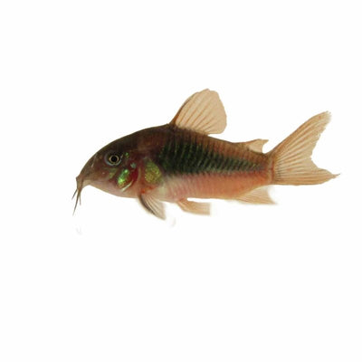 Bronze Cory (3.5cm) - Just For Pets Australia