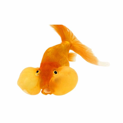 Bubble Eye Red (5cm) - Just For Pets Australia