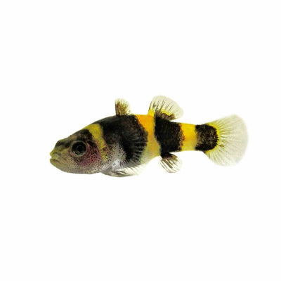 Bumble Bee Goby (2.5cm) - Just For Pets Australia