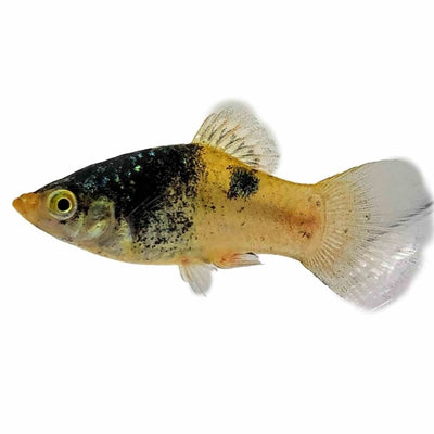 Bumble Bee Platy (4cm) - Just For Pets Australia