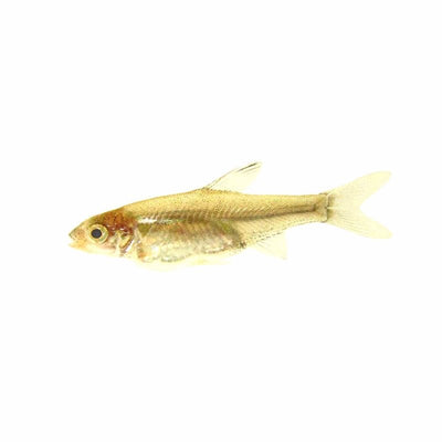 Burmese Rummynose (3cm) - Just For Pets Australia