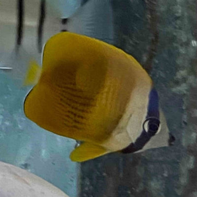 Butterflyfish - Klein's (MED) - Just For Pets Australia