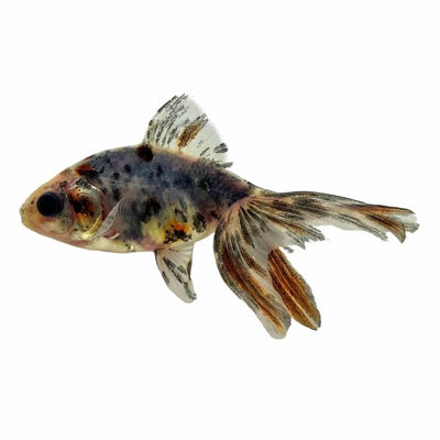 Calico Fantail (7-9cm) (9cm) - Just For Pets Australia