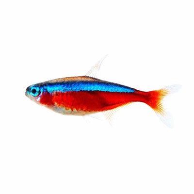 Cardinal Tetra (2.5cm) - Just For Pets Australia