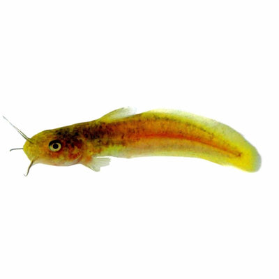 Catfish Tandanus (11 - 12cm) (12cm) - Just For Pets Australia
